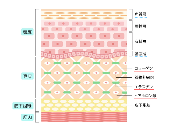美容鍼治療イメージ