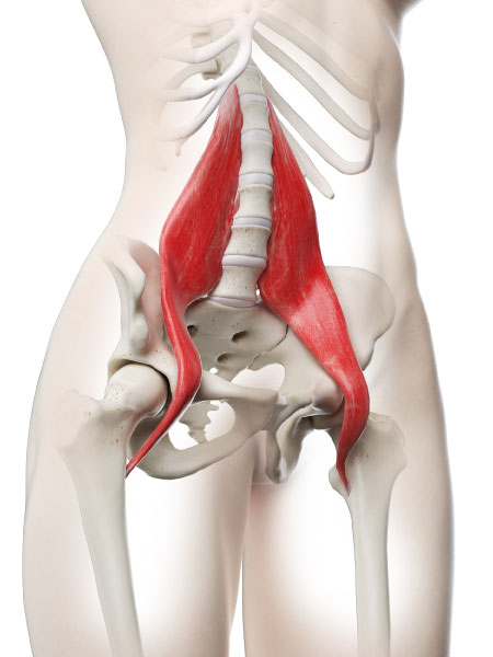 腸腰筋の立体画像