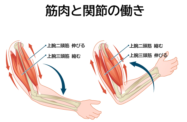 筋肉と関節の関係